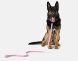 Babygirl Dog Leash