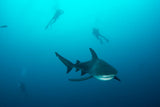 NAUTICA X Shark Week SUSTAINABLY CRAFTED 6" WAVE PRINT SWIM